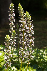 White Flower