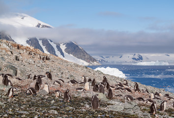 Mountainside Gentoo Penguin Colony