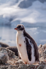Naklejka premium Gentoo penguin chick