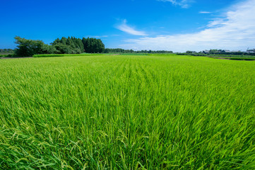 Obraz premium rice field in summer in Ibaraki Japan