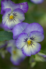 Purple & White Pansies Closeup