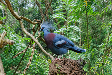 victoria crowned pigeon