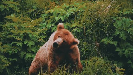 Kodiak Bear shaking water off. Brown Bear shaking water off after rain.