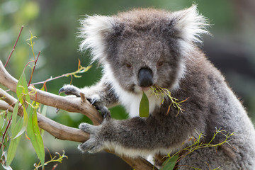 Koala Eating Leaves in a Tree