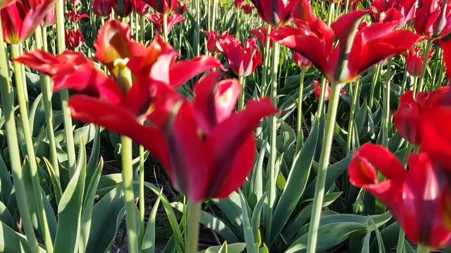 Red tulip field in the Netherlands