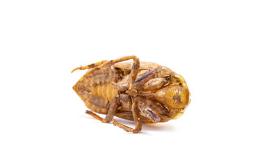 Insect life cycle, Moult of Cicada isolated on white background