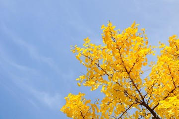 Golden Leaves of Ginkgo Trees in Autumn in Kobe, Japan