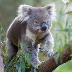 Koala Walking Along a Tree Branch