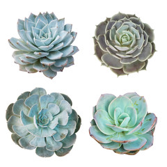 Obraz premium miniature succulent top isolated on white background