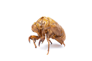 Insect life cycle, Moult of Cicada isolated on white background
