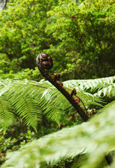 A frond of a fern against a background of green leaves. The fond is brown and beginning to unfurl.