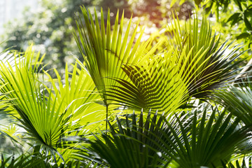 Livistona Rotundifolia palm,Borassus flabellifer.