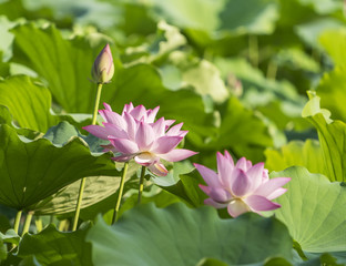 blooming lotus flower