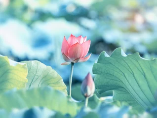 Photo sur Plexiglas fleur de lotus blooming lotus flower