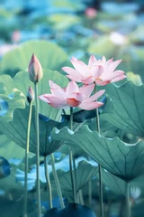 Tableaux sur verre fleur de lotus fleur de lotus en fleurs