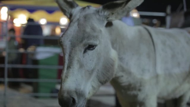 Clip of a circus donkey inside his enclosure.