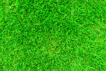 Green grass texture background