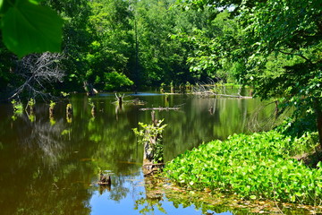Obraz premium Quiet backwater: aquatic vegetation, old stumps, snags.