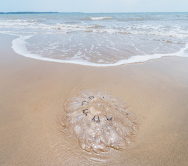 jellyfish in shallow water of the sea