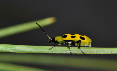 Side view of a Spotted Cucumber beetle traversing a pine needle displaying distinct black dots against a bright yellow carapace.