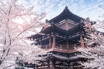 Cherry Blossom with traditional chinese roof in qing long temple,xi an,china.