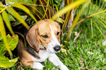 Portrait of cute female beagle dog.