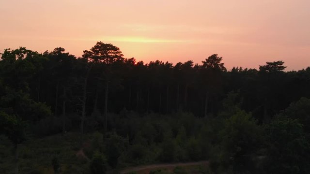 Drone footage (vertical raise) of the woods at sunrise.