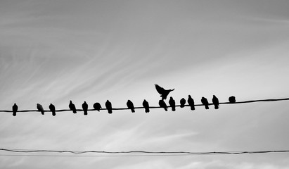 Photo of a close-up of many silhouettes of birds