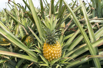 Pineapple fruit on the plantation farm