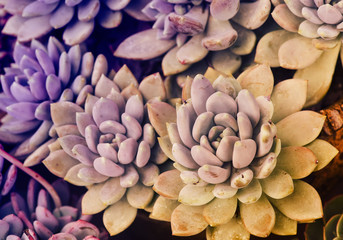  Miniature succulent plants in garden