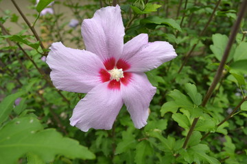 hibiscus flower