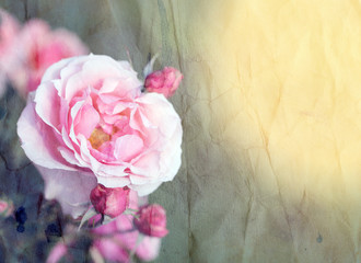 Photo of a beautiful retro pink rose background in the garden