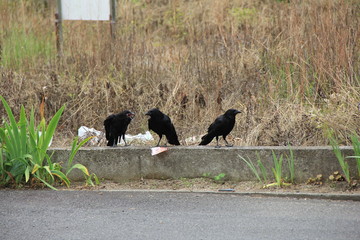 井戸端会議中のハシボソガラス達(愛媛県)