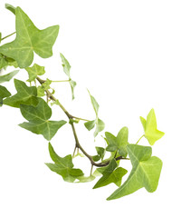 ivy leaves isolated on a white background