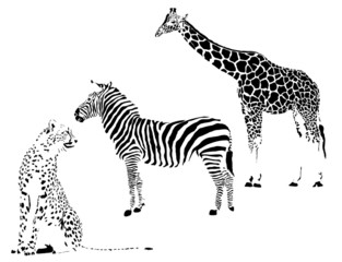 Fototapeta na wymiar Jungle by Spots - Cheetah, zebra, giraffe