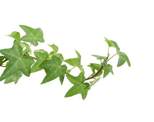 ivy leaves isolated on a white background