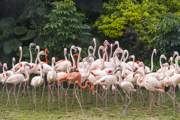 Obrazy  Ptaki flamingów stojące w jeziorze
