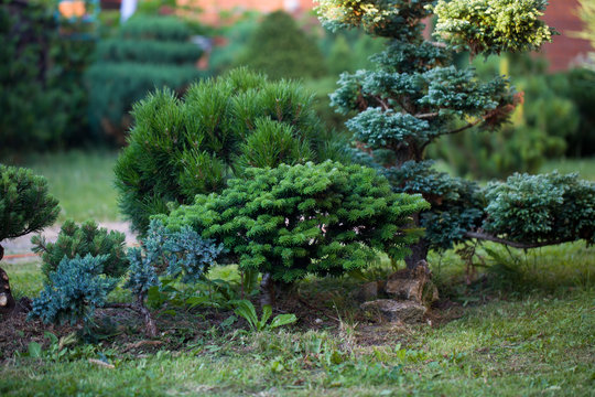 Small ornamental trimmed fir trees in the home garden. The concept of landscape design. Topiary.