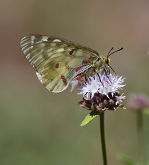 Side View of a Butterfly, Clodius Parnassian, on a wild flower in Northern California