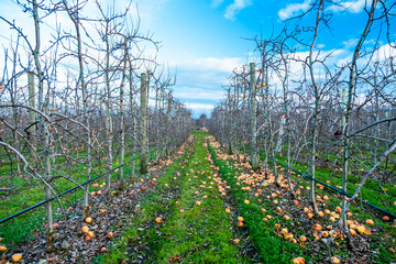 Apple orchard in autumn, winter season.
