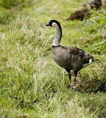 Nene at attention