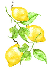 Watercolor drawing composition of fruits of lemon, lime, branches and leaves. Trendy pattern. Painting
Citrus fruits. The picture is yellow and green. Branch with citrus fruit.
