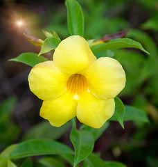 a lot of beautiful, colourful flowers growing in the tropics. exotic, rare flowe