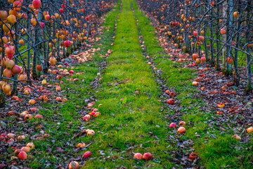 Apple orchard in autumn, winter season.