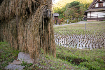田んぼと収穫後の稲