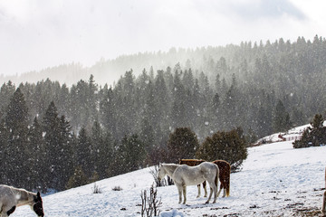 Naklejka premium deer in winter