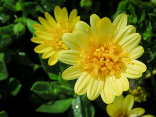 blossom flower in July summer morning