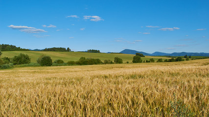 Sunny Wheat field scenery landscape