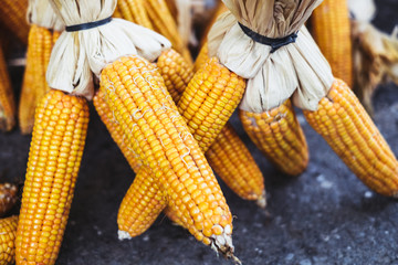 Bunch of corns. Selective focus.