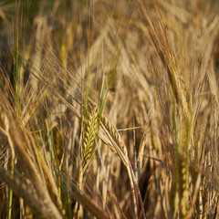 Barley ears on field